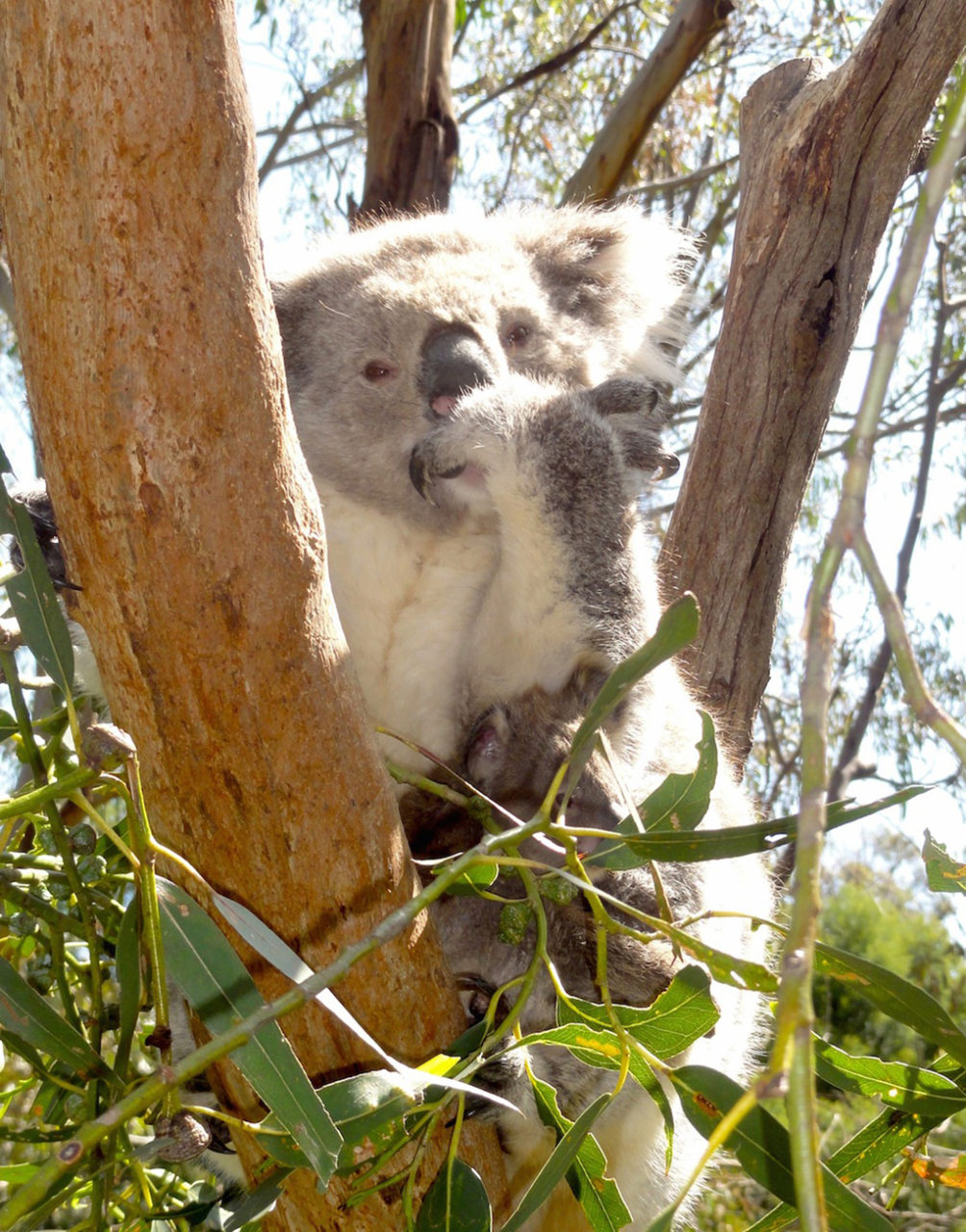 Koala một loại thú đặc biệt của xứ Úc. (Hình: ATNT Tours & Travel)