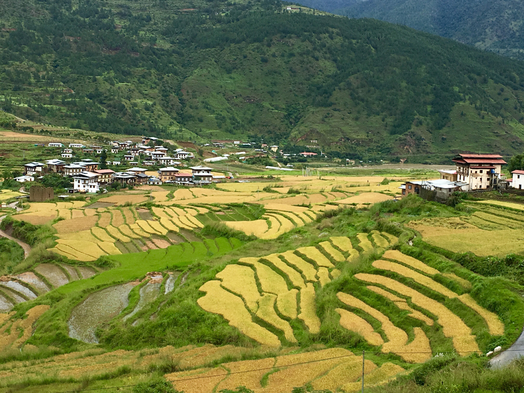Không gian cánh đồng lúa bậc thang Punakha Valley. (Hình: ATNT Tours & Travel)