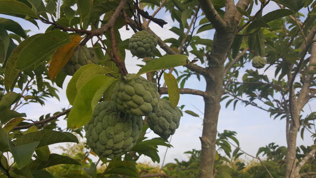 Mãng cầu dai trong vườn nhà ông bà Chín Nguyệt (Hình: Ngọc Lan/Người Việt)
