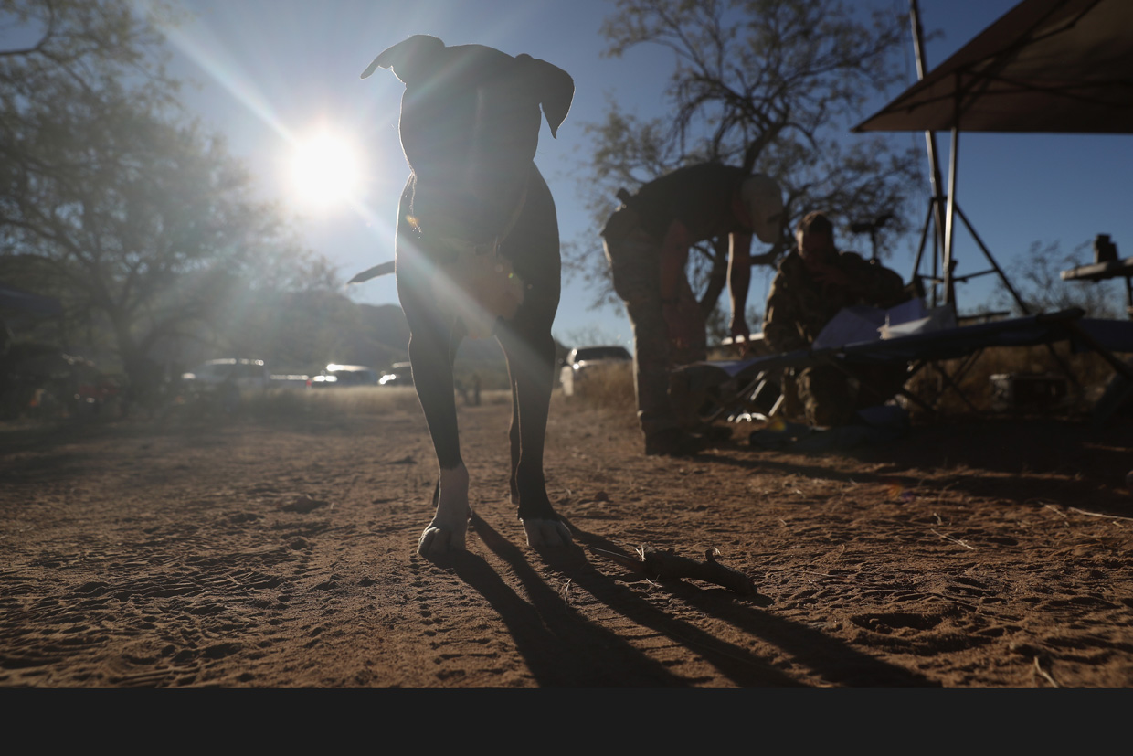 ARIVACA, AZ - NOVEMBER 15: Rocko, a pitt bull with the civilian paramilitary group Arizona Border Recon, stands in camp at the U.S.-Mexico border on November 15, 2016 near Arivaca, Arizona. The armed group, made up mostly of former U.S. military servicemen and women, stages intelligence and reconnaissance operations against drug and human smuggling operations in remote border areas. The group, which claims up to 200 volunteers, does not consider itself a militia, but rather a group of citizens supplementing U.S. Border Patrol efforts to counter illegal border activity. With the election of Donald Trump as President, border security issues are a top national issue for the incoming Administration. (Photo by John Moore/Getty Images)