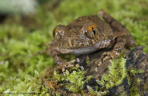 Ếch Leptolalax isos. (Hình: VNX-WWF)