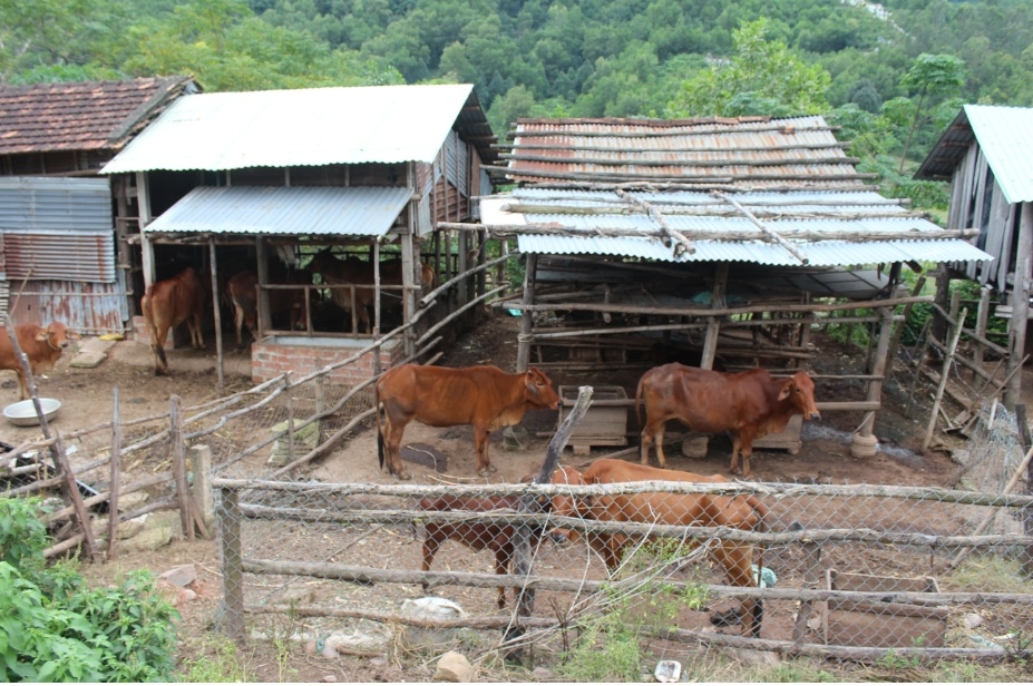 Một trang trại bò ở Đại Lộc, Quảng Nam. Mặc dù đã làm gác cho bò, đợt lũ nào, chủ trang trại cũng tổn thất vài con. Hình chụp cuối Tháng Mười Một, 2016. (Hình: Liêu Thái/Người Việt)