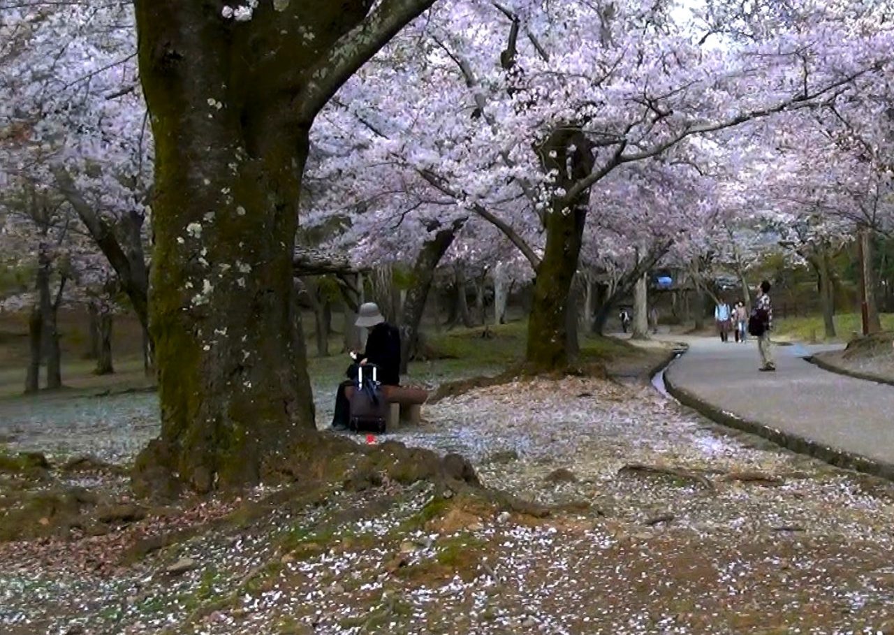 Hoa anh đào nở rộ giữa chùa Todaiji và đền Thần Ðạo Kasuga-Daisha. (Hình: ATNT Tours & Travel)