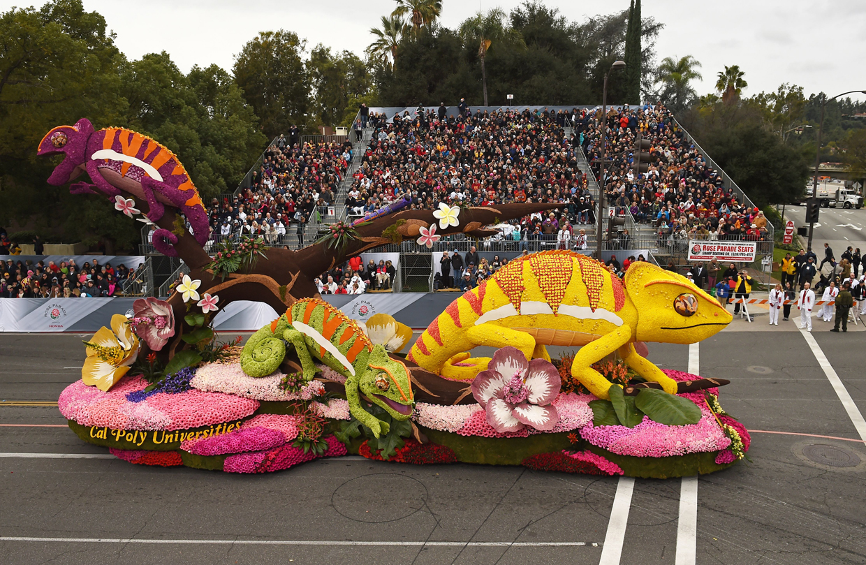 The Cal Poly Universities A New Leaf float featuring a family of chameleons participates at the 128th Rose Parade in Pasadena, California, January 2, 2017. The Rose Parade, also known as the Tournament of Roses Parade, is part of "America's New Year Celebration" held in Pasadena, California each year on New Year's Day, or on January 2 if New Year's Day falls on a Sunday. The parade's Never on Sunday tradition dates to 1893, the first year since the start of the event that New Years Day fell on a Sunday. To avoid frightening horses that would be hitched outside churches on a Sunday the parade was moved to the next day, January 2. / AFP / Robyn Beck (Photo credit should read ROBYN BECK/AFP/Getty Images)