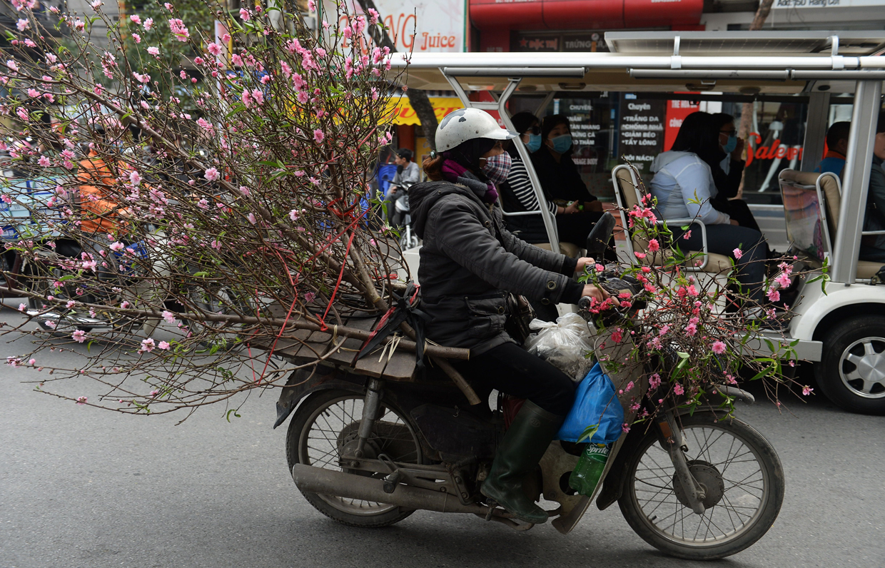 A farmer riding a motorcycle transports blossoms for sale along a street in downtown Hanoi on January 23, 2017, as Vietnamese prepare to celebrate the Lunar New Year or Tet later this week. Known locally as Tet, the celebration of the Lunar New Year is Vietnam's most important holiday and triggers a surge in consumption and travel ahead of an extended nationwide shutdown. / AFP / HOANG DINH NAM (Photo credit should read HOANG DINH NAM/AFP/Getty Images)