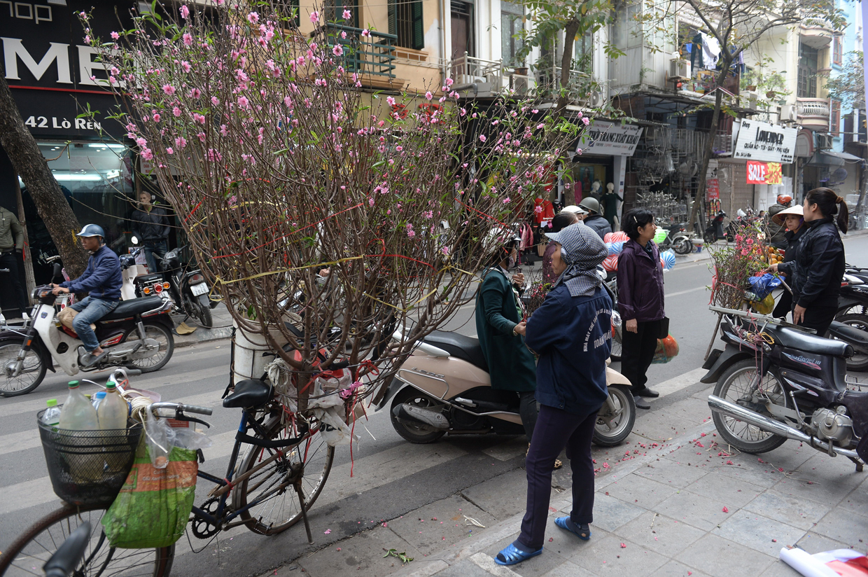Vendors sell peach blossoms along a street in downtown Hanoi on January 23, 2017, as Vietnamese prepare to celebrate the Lunar New Year or Tet later this week. Known locally as Tet, the celebration of the Lunar New Year is Vietnam's most important holiday and triggers a surge in consumption and travel ahead of an extended nationwide shutdown. / AFP / HOANG DINH NAM (Photo credit should read HOANG DINH NAM/AFP/Getty Images)