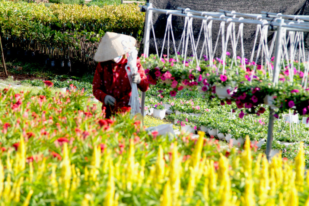 Dàn dạ yến thảo treo lơ lửng trên mặt con rạch ven đường để tiếp thị cho vườn kiểng. (Hình: Lê Ðỗ Bích Trân)