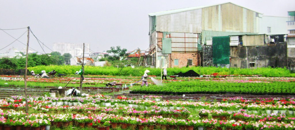 Chăm sóc hoa trưa cuối năm tại khu làng hoa Gò Vấp. (Hình: Văn Lang/Người Việt)
