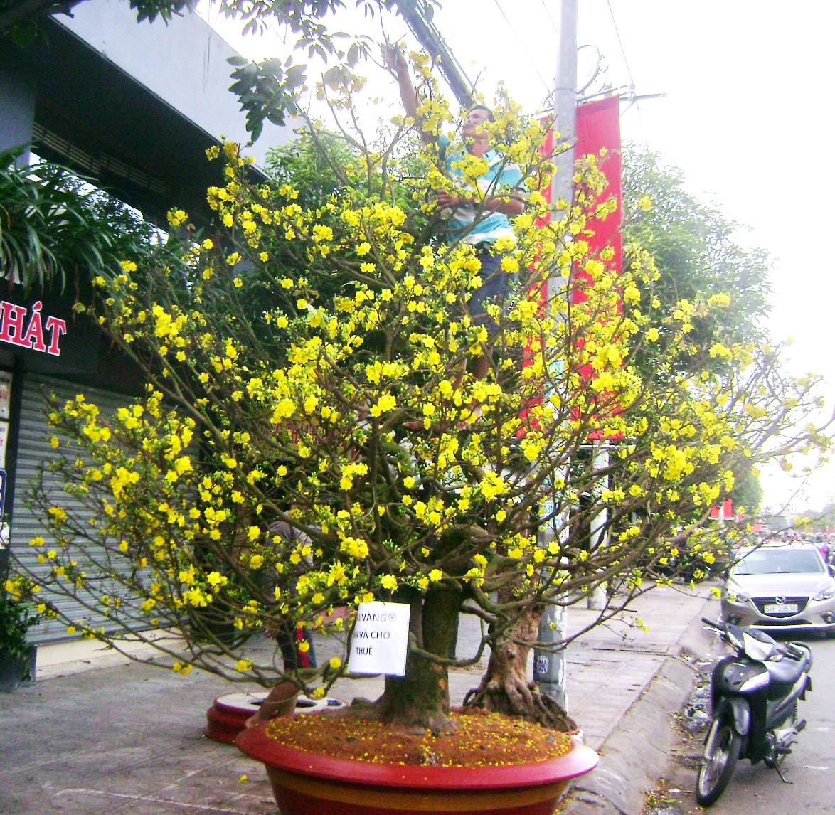 Cây mai cổ thụ có giá 300 triệu đồng (khoảng $14,000) (Hình: Văn Lang/Người Việt)