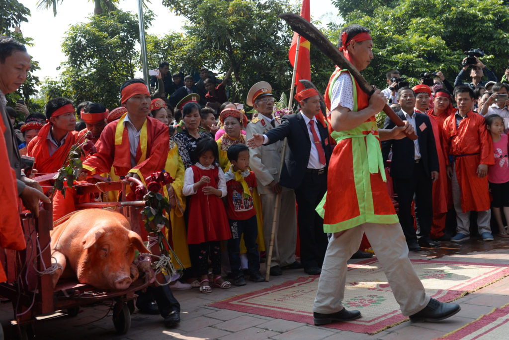 Lễ hội chém lợn ở làng Ném Thượng, tỉnh Bắc Ninh bị dư luận lên án là quá tàn nhẫn đối với động vật. (Hình: Getty Images)