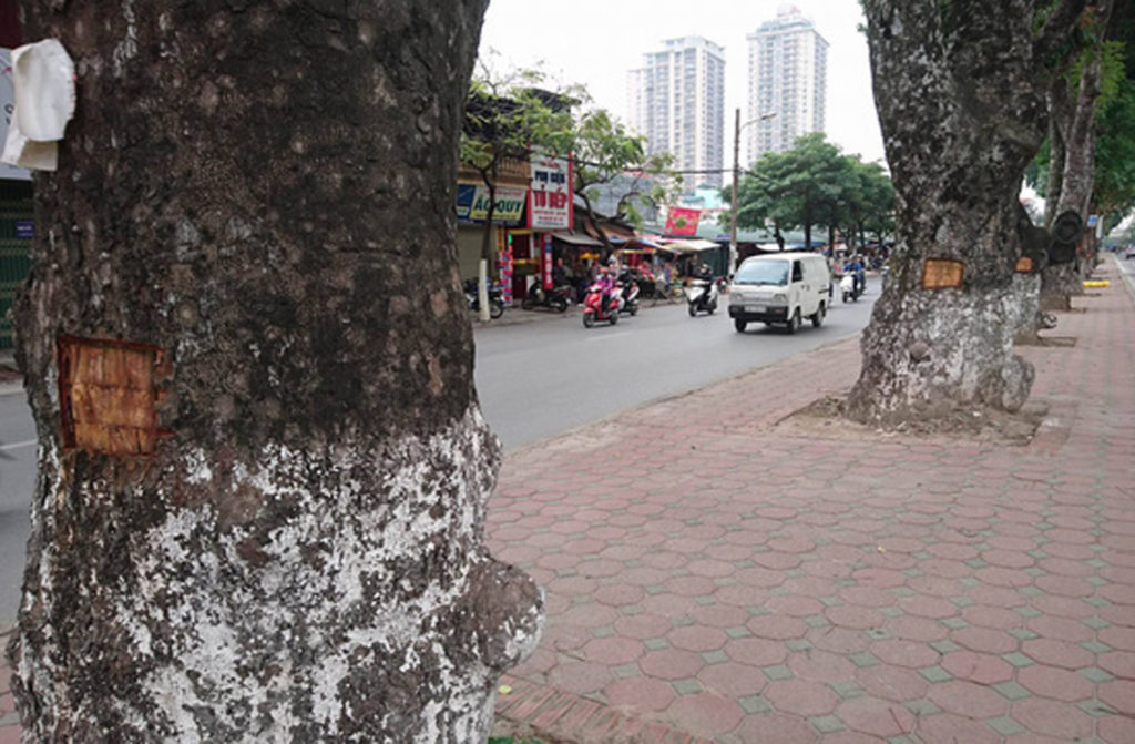 Hàng loạt cây xà cừ trên đường Láng bị đẽo gọt vỏ. (Hình: Báo Dân Trí)