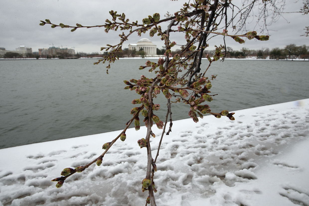 WASHINGTON, DC - MARCH 14: Snow covers a path as flower buds are seen on a cherry tree at Tidal Basin due to a snowstorm March 14, 2017 in Washington, DC. The first major snowstorm that had hit the area today and the continuous cold weather prediction could have an irrecoverable damage to the upcoming cherry blossoms. (Photo by Alex Wong/Getty Images)