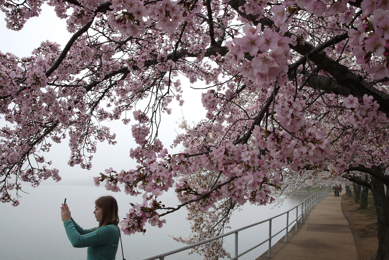 WASHINGTON, DC - MARCH 27: A visitor takes photos as cherry trees around Tidal Basin are in peak bloom March 27, 2017 in Washington, DC. The blossoms survived after a late winter ice and snowstorm freezed and killed more than 50% of the developed Yoshino cherry blossoms two weeks ago. (Photo by Alex Wong/Getty Images)