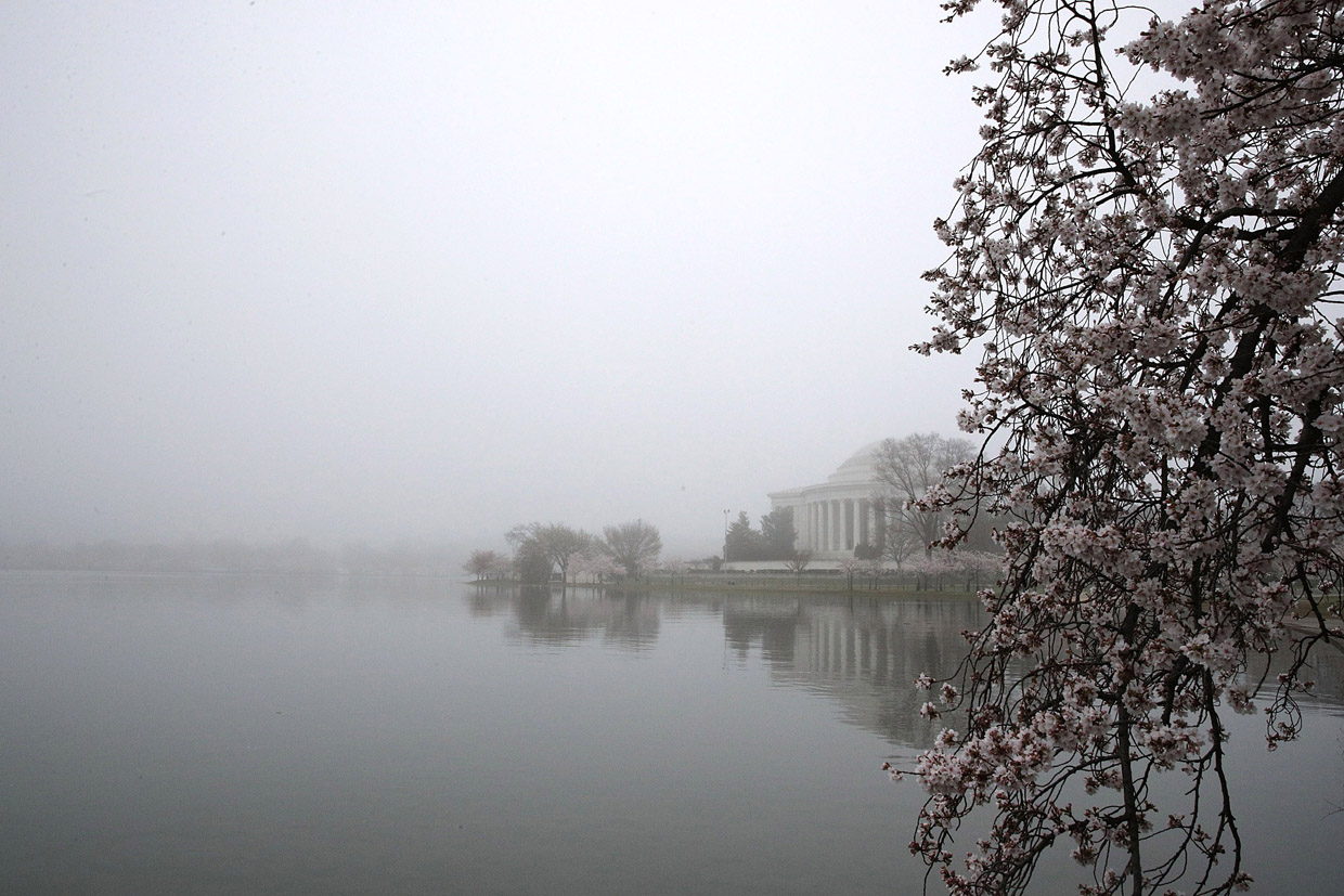 WASHINGTON, DC - MARCH 27: Cherry trees around Tidal Basin are in peak bloom as the Jefferson Memorial is seen in dense fog March 27, 2017 in Washington, DC. The blossoms survived after a late winter ice and snowstorm freezed and killed more than 50% of the developed Yoshino cherry blossoms two weeks ago. (Photo by Alex Wong/Getty Images)