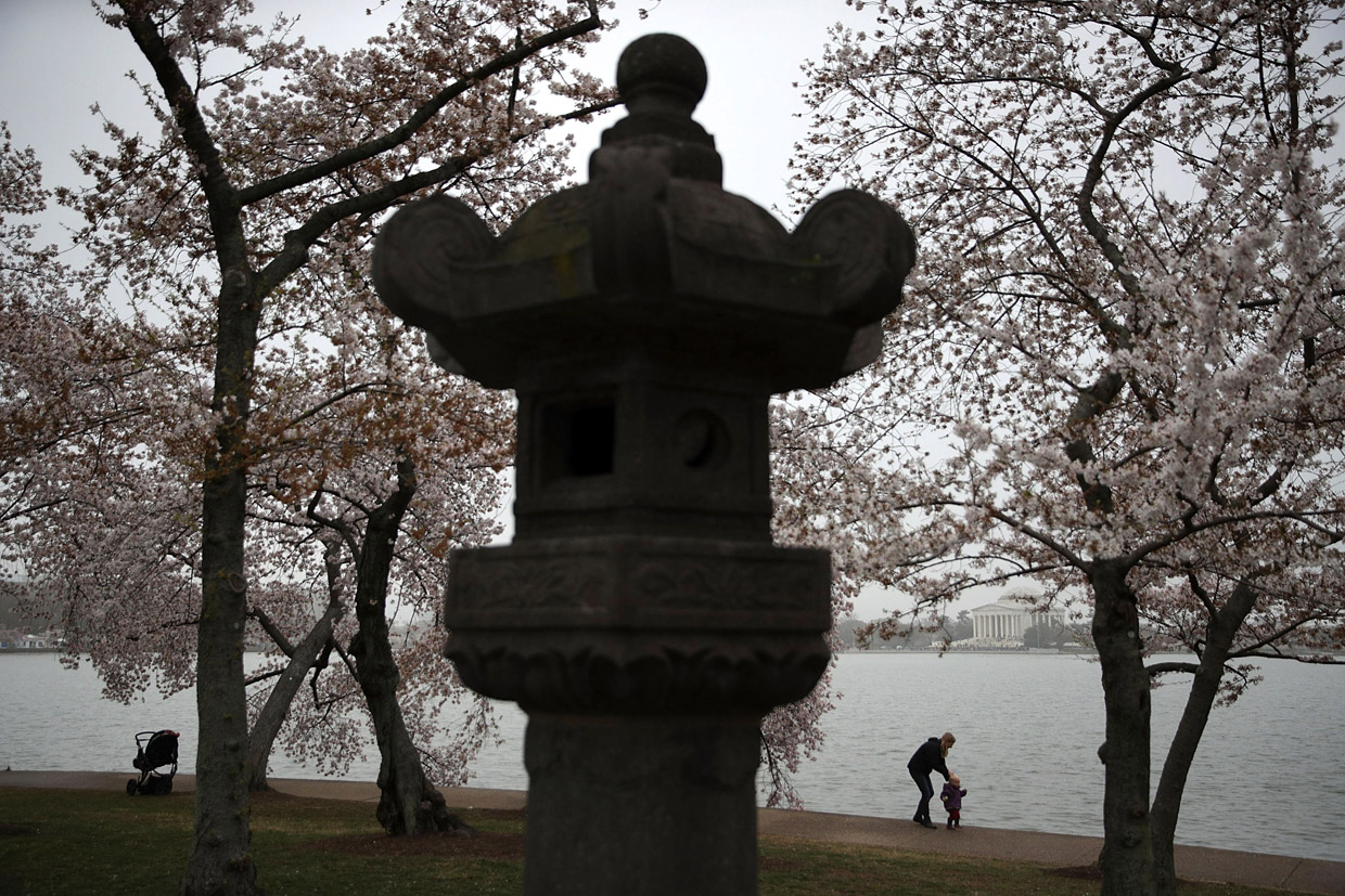WASHINGTON, DC - MARCH 27: Visitors enjoy the blossoms as cherry trees around Tidal Basin are in peak bloom March 27, 2017 in Washington, DC. The blossoms survived after a late winter ice and snowstorm freezed and killed more than 50% of the developed Yoshino cherry blossoms two weeks ago. (Photo by Alex Wong/Getty Images)