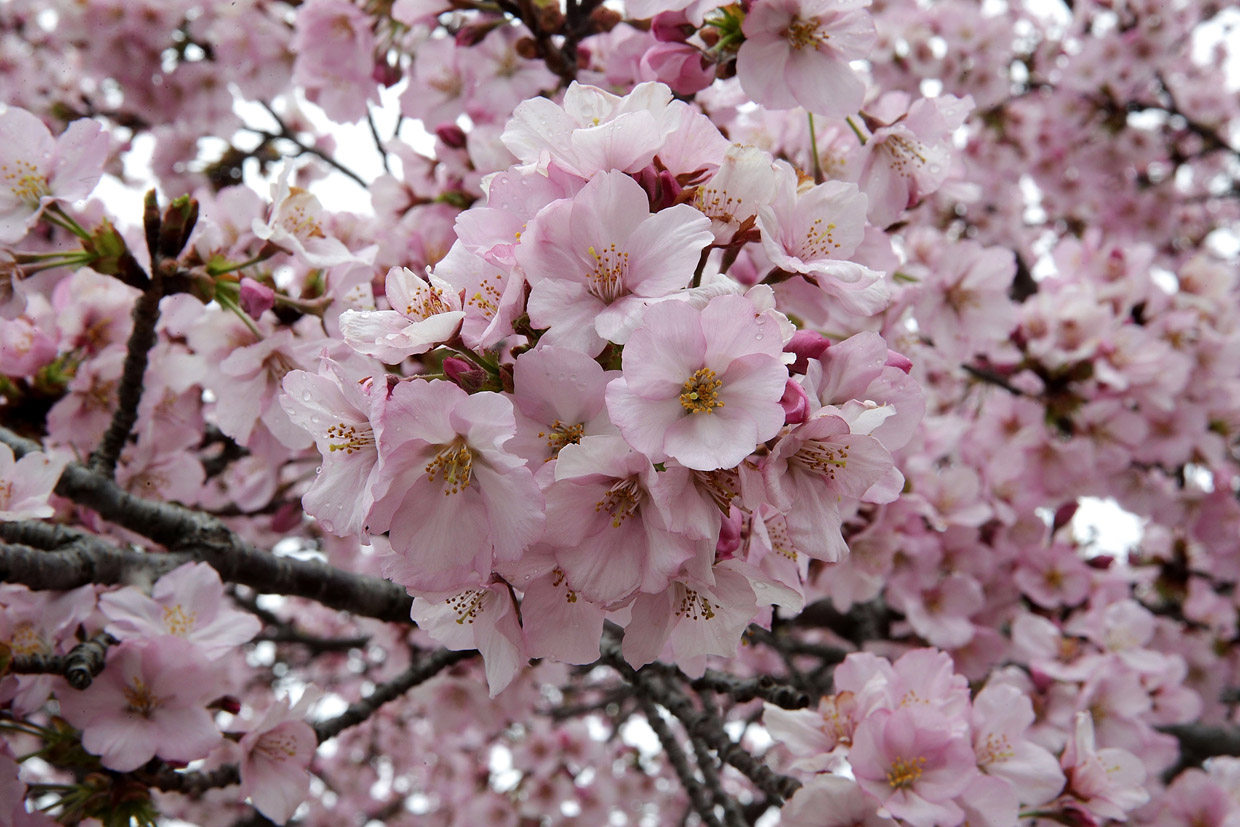 WASHINGTON, DC - MARCH 27: Cherry trees around Tidal Basin are in peak bloom March 27, 2017 in Washington, DC. The blossoms survived after a late winter ice and snowstorm freezed and killed more than 50% of the developed Yoshino cherry blossoms two weeks ago. (Photo by Alex Wong/Getty Images)