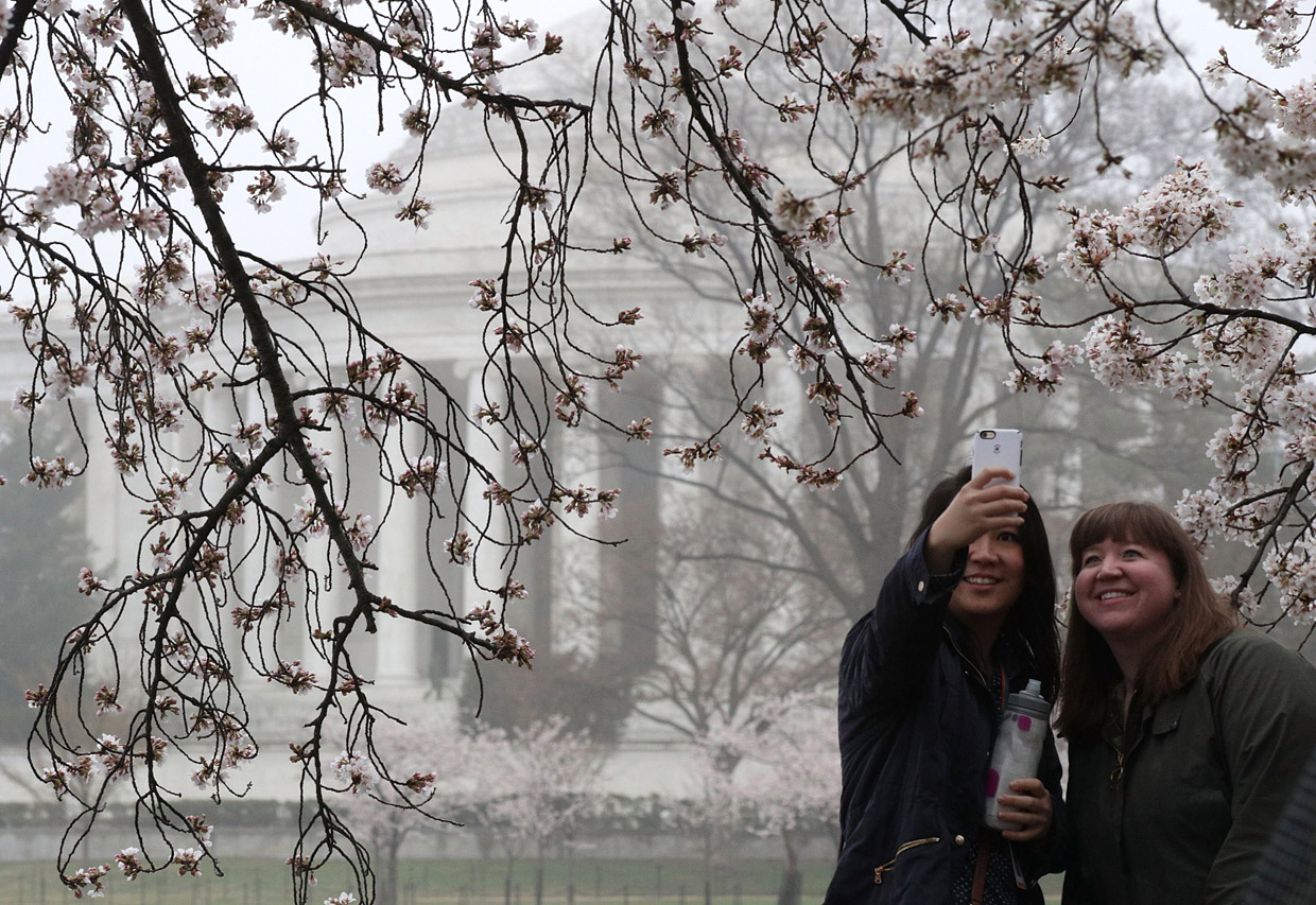 WASHINGTON, DC - MARCH 27: Visitors take selfies as cherry trees around Tidal Basin are in peak bloom March 27, 2017 in Washington, DC. The blossoms survived after a late winter ice and snowstorm freezed and killed more than 50% of the developed Yoshino cherry blossoms two weeks ago. (Photo by Alex Wong/Getty Images)