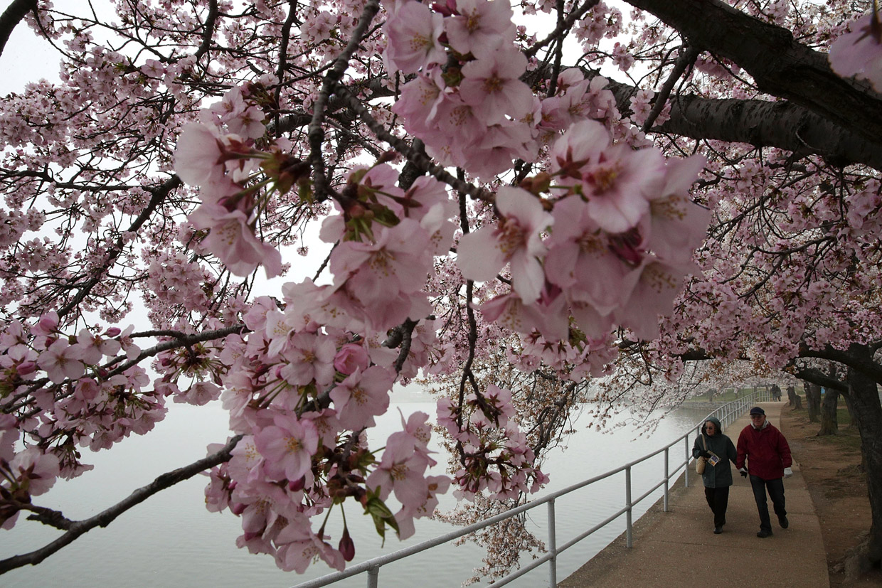 WASHINGTON, DC - MARCH 27: Visitors enjoy the blossoms as cherry trees around Tidal Basin are in peak bloom March 27, 2017 in Washington, DC. The blossoms survived after a late winter ice and snowstorm freezed and killed more than 50% of the developed Yoshino cherry blossoms two weeks ago. (Photo by Alex Wong/Getty Images)