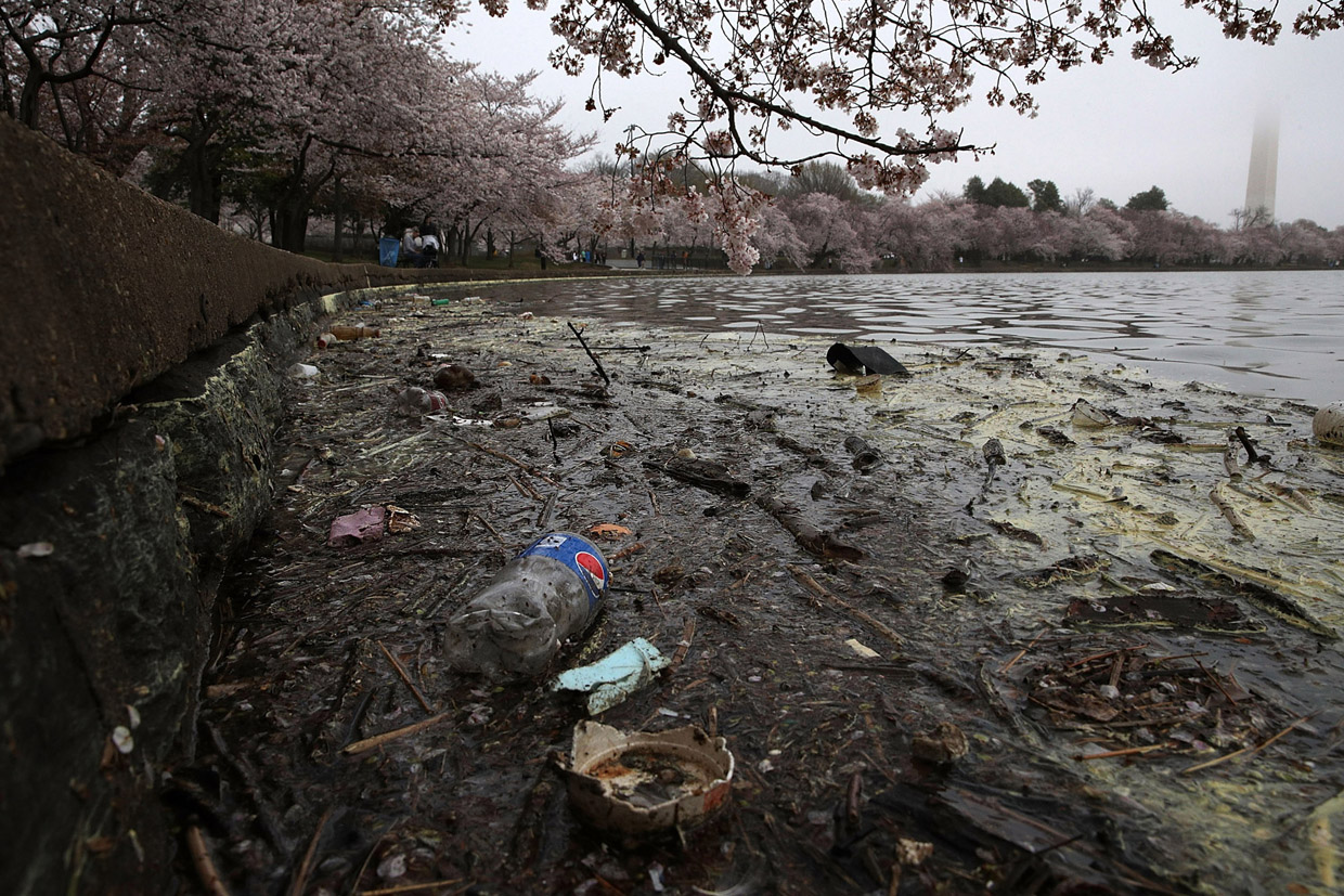 WASHINGTON, DC - MARCH 27: Trash is seen in the water as cherry trees around Tidal Basin are in peak bloom March 27, 2017 in Washington, DC. The blossoms survived after a late winter ice and snowstorm freezed and killed more than 50% of the developed Yoshino cherry blossoms two weeks ago. (Photo by Alex Wong/Getty Images)