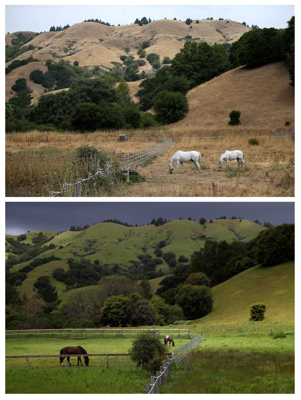 WOODACRE, CA - JULY 15, 2014: In this before-and-after composite image, (TOP PHOTO) Horses graze in a field of dead grass on July 15, 2014 in Woodacre, California. As the severe drought in California contiues to worsen, the State's landscape and many resident's lawns are turning brown due to lack of rain and the discontinuation of watering. (Photo by Justin Sullivan/Getty Images) WOODACRE, CA - APRIL 10, 2017: (BOTTOM PHOTO) Horses graze in a field on April 10, 2017 in Woodacre, California. Much of California's landscape has turned from brown to green as California Gov. Jerry Brown signed an executive order Friday to lift the State's drought emergency in all but four counties. The drought emergency had been in place since 2014. (Photo by Justin Sullivan/Getty Images)