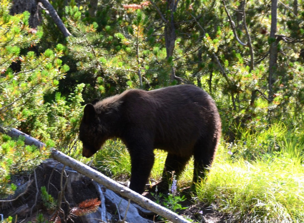 Một chú gấu “lững thững dạo” trong Yellowstone. (Hình: ATNT Tours & Travel)