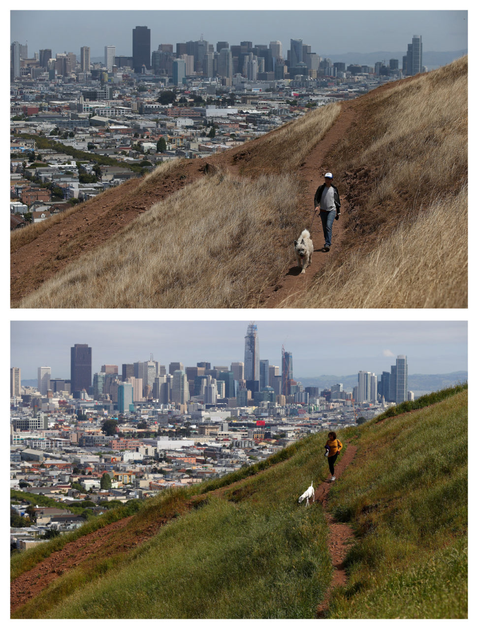 SAN FRANCISCO, CA - JULY 16, 2014: In this before-and-after composite image, (TOP PHOTO) A woman walks her dog walker on a dried section of Bernal Heights Park on July 16, 2014 in San Francisco, California. As the severe drought in California contiues to worsen, the State's landscape and many resident's lawns are turning brown due to lack of rain and the discontinuation of watering. (Photo by Justin Sullivan/Getty Images) SAN FRANCISCO, CA - APRIL 10, 2017: (BOTTOM PHOTO) Much of California's landscape has turned from brown to green as California Gov. Jerry Brown signed an executive order Friday to lift the State's drought emergency in all but four counties. The drought emergency had been in place since 2014. (Photo by Justin Sullivan/Getty Images)