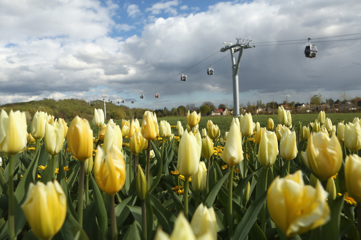 BERLIN, GERMANY - APRIL 13: Tulips grow at the IGA (Internationale Gartenbauausstellung) International Garden Exhibition on April 13, 2017 in Berlin, Germany. The showcase of flora and horticultural design, held every ten years, is being held for the first time in Berlin, and will run from April until October. (Photo by Adam Berry/Getty Images)