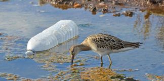 Plastic Pollution