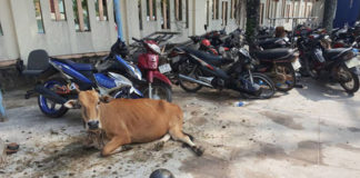 Công an huyện Phú Quốc 'tạm giam'... hai con bò