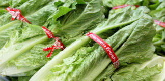 Thêm 31 người bị nhiễm E. coli sau khi ăn rau ‘romaine’
