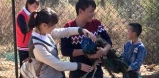 Du khách Trung Quốc vặt lông đuôi công trong sở thú