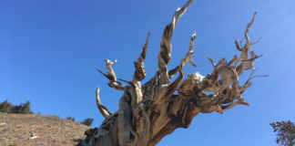 Đi săn tìm cây cổ xưa nhất thế giới Bristlecone Pine ở California
