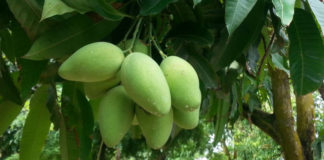 Tin trong ngày 27 Tháng Sáu: Xoài Việt sắp vào thị trường Mỹ