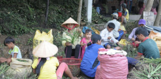 Video tin trong ngày: Thương lái Trung Quốc ồ ạt gom cau non ở Việt Nam