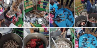 Video tin trong ngày Giết 40 sư tử ở Nam Phi, 6 người Việt bị bắt