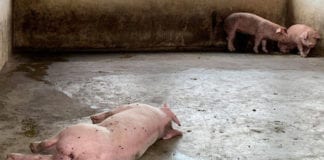 Video Dịch tả Heo Phi Châu lan ra 18 tỉnh Việt Nam
