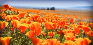 Video phóng sự Mùa hoa poppy rực rỡ hiếm có tại California