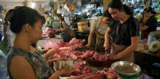 Việt Nam 24 giờ ngày 21/03/2019: Cục Thú Y VN chưa cần tuyên bố khẩn dịch tả lợn