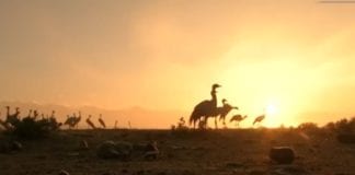 Video tin trong ngày Nghề săn bắt sếu ở Afghanistan