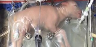 Video tin trong ngày Nuôi bào thai trong môi trường nhân tạo
