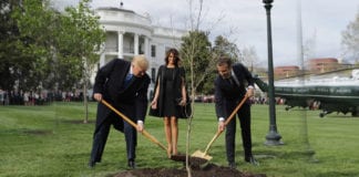 Cây hữu nghị Mỹ-Pháp ở Tòa Bạch Ốc chết, TT Macron gửi tặng cây khác