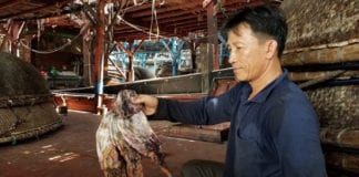 Video Trung Quốc ngưng mua mực khô, ngư dân Quảng Nam điêu đứng