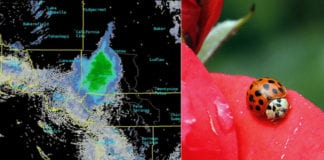 Video Đàn bọ rùa dầy đặc dài 80 dặm, bay ngang qua Nam California