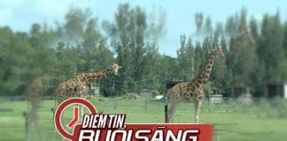 Video Điểm tin buổi sáng Thứ Tư, 12 tháng 6 năm 2019