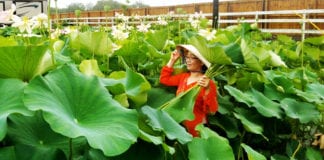 Video phóng sự Hái sen ở San Leon, Texas trong ngày mưa