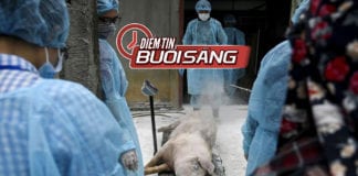 Video Thế giới chạy đua tìm thuốc trị dịch bệnh heo Phi Châu