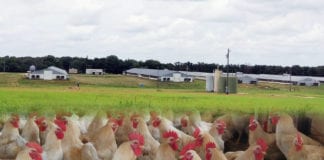 Video Đồng Nai-Trại gà đi bộ lớn nhất của người Việt tại Texas
