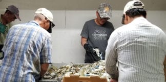Video Người Việt làm nghề bắt cua tại làng chài Seadrift, Texas