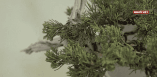 Video Dân Little Saigon 'vui thú điền viên' với nghề chơi Bonsai