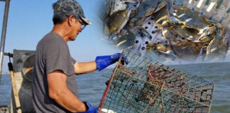 Video Người Việt ở Texas: Đi bắt cua ở làng chài Seadrift, Texas